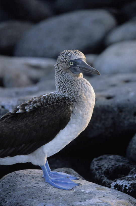 无人,站,竖图,室外,特写,白天,侧面,旅游,度假,石头,美景,海鸟,鸟,厄瓜多尔,一堆,阴影,堆叠,堆积,朦胧,模糊,光线,鸟类,石子,影子,景观,扭头,注视,娱乐,一只,阳光,自然,观察,看,站着,转头,享受,休闲,景色,南美,放松,观看,堆,察看,南美洲,拉丁美洲,关注,自然风光,美洲,亚美利加洲,南亚美利加洲,厄瓜多尔共和国,加拉巴哥群岛,加拉帕戈斯群岛,科隆群岛,斯坎塔达斯岛,鲣鸟,结巴鸟,蓝脚鲣鸟,石块,岩石,站立,半身,彩图