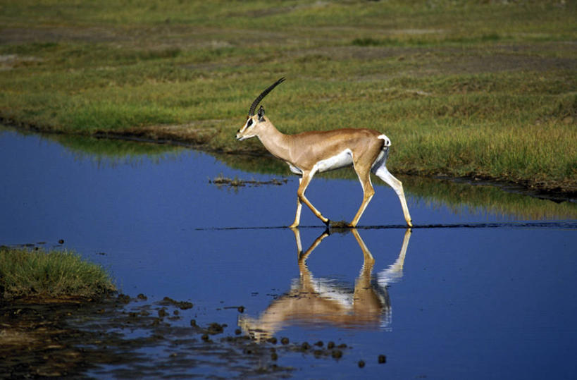 无人,公园,走,横图,室外,白天,侧面,旅游,度假,草地,草原,河流,美景,水,植物,野生动物,羊,非洲,坦桑尼亚,阴影,波纹,光线,羚羊,影子,河水,景观,旷野,水流,注视,娱乐,草,一只,绿色,倒影,水纹,阳光,自然,动物,波浪,观察,看,享受,休闲,景色,放松,可爱,活泼,观看,察看,倒映,国家公园,关注,自然风光,原野,瞪羚,小羚羊,东非,塞伦盖蒂国家公园,坦桑尼亚联合共和国,反照,步行,散步,走路,半身,彩图,塞伦盖蒂