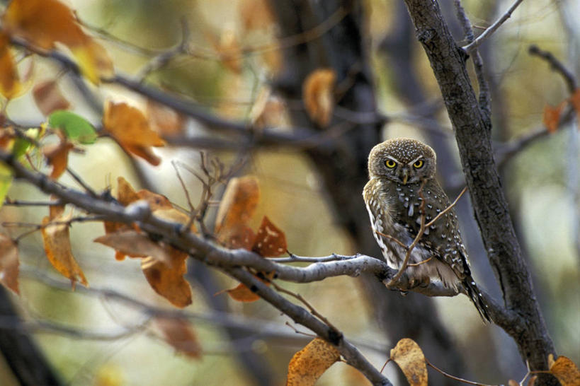 无人,横图,室外,特写,白天,正面,旅游,度假,美景,秋季,植物,鸟,野生动物,叶子,非洲,津巴布韦,阴影,朦胧,模糊,光线,鸟类,影子,景观,枯叶,落叶,枝条,注视,娱乐,树,树木,树枝,一只,黄色,阳光,自然,动物,观察,看,享受,休闲,景色,放松,栖息,幼崽,观看,察看,关注,自然风光,凶猛,休憩,阿非利加洲,津巴布韦共和国,辛巴威,憩息,虬枝,枝杈,栖身,鸺鹠,珠斑鸺鹠,残暴,凶残,叶,叶片,秋,秋天,鸮,彩图,全身