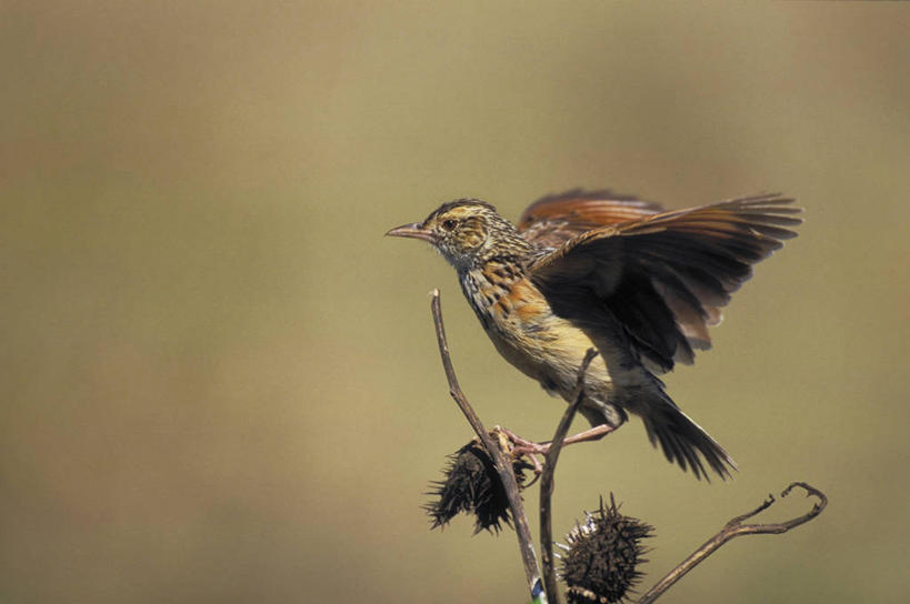 无人,横图,室外,特写,白天,侧面,旅游,度假,美景,植物,鸟,非洲,津巴布韦,伸展,张开,展翅,阴影,朦胧,模糊,光线,翅膀,鸟类,影子,景观,枝条,注视,娱乐,树,树木,树枝,一只,阳光,自然,动物,观察,看,享受,休闲,景色,放松,可爱,栖息,活泼,观看,察看,关注,自然风光,休憩,张开翅膀,观赏鸟,阿非利加洲,津巴布韦共和国,辛巴威,憩息,虬枝,枝杈,歌百灵,栖身,展开翅膀,百灵鸟,百灵,彩图,全身