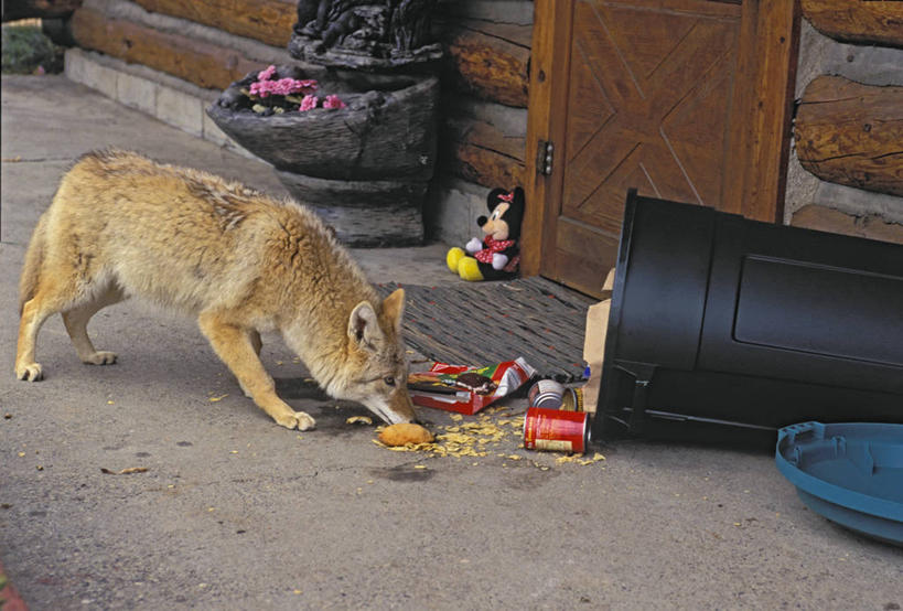 无人,栏杆,站,吃,横图,俯视,室外,白天,狼,野生动物,一堆,堆叠,堆积,环保,围栏,垃圾桶,注视,护栏,一只,动物,容器,观察,看,站着,能源,观看,储藏,堆,垃圾箱,回收,资源,察看,北美,北美洲,储存,关注,郊狼,美洲,凶猛,利用,低碳,循环,丛林狼,洛矶山脉,落基山脉,北亚美利加洲,亚美利加洲,持续,颠覆,残暴,凶残,灰狼,嚼,食,站立,彩图,高角度拍摄,全身,贮存,犬科动物