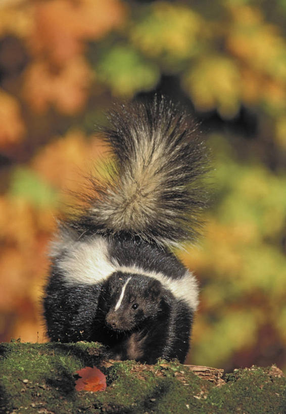 无人,站,竖图,室外,特写,白天,正面,美景,植物,哺乳动物,野生动物,阴影,朦胧,模糊,光线,影子,景观,青苔,苔藓,枝条,注视,树,树木,树枝,一只,白色,黑色,阳光,自然,动物,观察,看,站着,景色,可爱,活泼,观看,察看,关注,自然风光,臭鼬,臭味,异味,虬枝,枝杈,条纹臭鼬,站立,彩图,全身