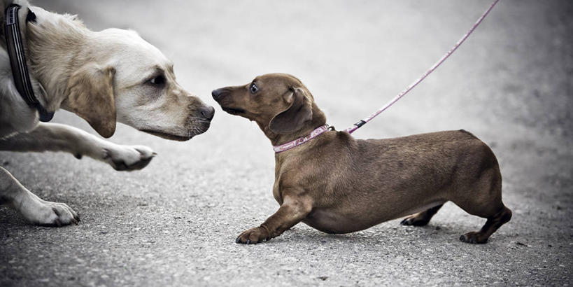 无人,站,横图,室外,白天,侧面,宠物,狗,朦胧,模糊,褐色,猎犬,拉布拉多,注视,拉布拉多猎犬,白色,动物,观察,看,站着,两只,可爱,观看,察看,关注,挑衅,拉布拉多犬,挑战,狗链,德国猎犬,忠诚,搬弄,寻衅,项圈,犬,站立,半身,彩图