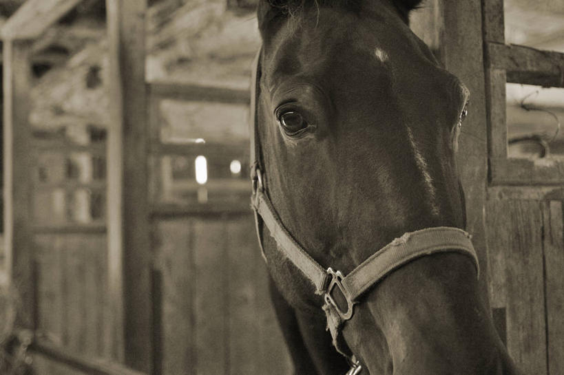 头,无人,栏杆,站,横图,室内,白天,正面,马,野生动物,朦胧,模糊,木制,围栏,马厩,扭头,注视,护栏,一匹,动物,木制品,观察,看,站着,转头,运输,牲畜,观看,察看,关注,头部,站立,半身,彩图