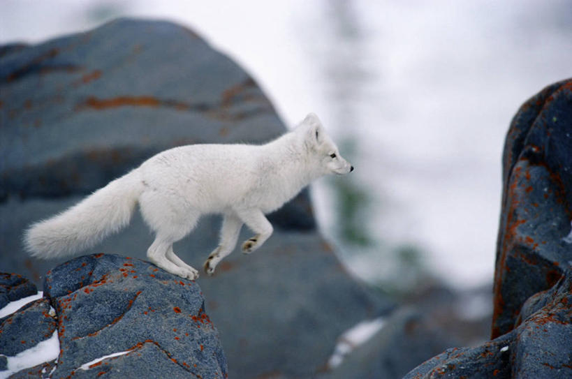 无人,跳,横图,室外,白天,侧面,旅游,度假,河流,石头,美景,水,狐狸,野生动物,加拿大,阴影,波纹,朦胧,模糊,粗糙,光线,石子,影子,河水,景观,水流,娱乐,一只,水纹,阳光,自然,动物,波浪,享受,休闲,景色,放松,高低,毛茸茸,凹凸,毛糙,北美,北美洲,自然风光,北极狐,美洲,狡猾,白狐,北亚美利加洲,亚美利加洲,狡诈,马尼托巴,马尼托巴省,曼尼托巴省,蓝狐,石块,岩石,跳跃,彩图,全身,曼省,缅尼托巴省,缅省,粗拙