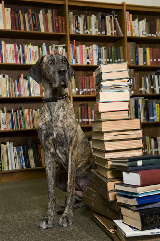 无人,图书馆,坐,竖图,室内,白天,正面,看书,阅读,宠物,狗,书籍,一排,许多,学习,阴影,丰富,整齐,反射,影子,很多,丰盛,注视,排列,一只,动物,书本,观察,看,可爱,读书,浏览,观看,堆,察看,挑选,队列,关注,选择,浏览室,大丹狗,忠诚,丰硕,大丹犬,丰厚,富厚,厚实,德国獒狗,德国藏獒,德国獒犬,书,图书,犬,坐着,彩图,全身,书库,图书库,阅览室