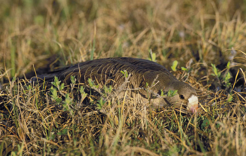 无人,横图,俯视,室外,白天,旅游,度假,草地,草坪,美景,植物,鹅,鸟,羽毛,美国,阴影,朦胧,模糊,轻盈,柔软,光线,鸟类,水鸟,影子,景观,泥土,土壤,娱乐,草,一只,绿色,阳光,自然,趴着,享受,休闲,景色,放松,栖息,北美,北美洲,自然风光,美洲,加拿大鹅,阿拉斯加,阿拉斯加州,轻柔,北亚美利加洲,亚美利加洲,最后的边疆,午夜阳光之地,栖身,趴,彩图,高角度拍摄,全身
