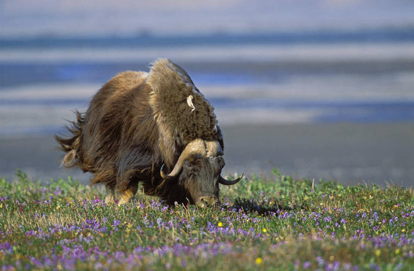 无人,站,横图,室外,白天,正面,旅游,度假,草地,草坪,美景,植物,牛,野生动物,美国,朦胧,模糊,盛开,景观,花蕾,娱乐,草,花,花瓣,花朵,鲜花,一只,绿色,紫色,自然,动物,花苞,花蕊,站着,享受,休闲,景色,放松,栖息,牲畜,北美,北美洲,自然风光,美洲,麝香牛,阿拉斯加,阿拉斯加州,北亚美利加洲,亚美利加洲,最后的边疆,午夜阳光之地,麝牛,栖身,站立,彩图,全身
