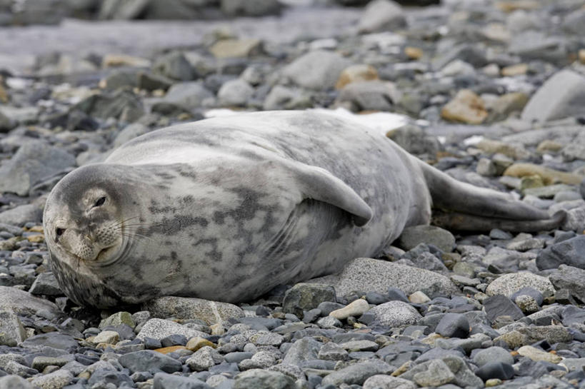 胡须,无人,横图,室外,白天,侧面,旅游,度假,岛屿,石头,美景,哺乳动物,海豹,野生动物,一堆,阴影,堆叠,堆积,平静,光线,石子,影子,岛,景观,娱乐,一只,阳光,自然,动物,趴着,享受,休闲,景色,安静,放松,可爱,栖息,活泼,堆,宁静,静谧,自然风光,南极洲,沉静,恬静,安祥,僻静,清静,太平,格雷厄姆地,南极半岛,南极大陆,帕默半岛,南设得兰群岛,髯毛,栖身,英属南极领地,半月岛,列岛,群岛,石块,岩石,诸岛,趴,彩图,全身