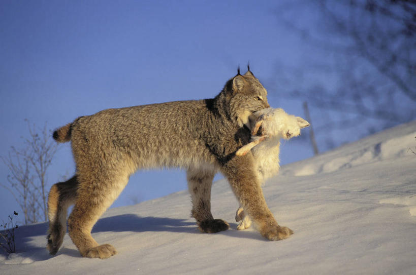 无人,走,横图,室外,白天,侧面,旅游,度假,美景,山,雪,雪山,植物,大雪,哺乳动物,野生动物,咬,阴影,光线,兔子,影子,冰,积雪,景观,山峰,雪景,冬季,冬天,枝条,山峦,娱乐,树,树木,树枝,一个,一只,蓝色,白色,蓝天,天空,阳光,自然,动物,天,享受,休闲,景色,放松,寒冷,白兔,兔,死亡,咬着,冰冷,北美,北美洲,自然风光,山猫,猞猁,美洲,打猎,凶猛,雪兔,洛矶山脉,落基山脉,北亚美利加洲,亚美利加洲,严寒,冰凉,酷寒,凛冽,凛凛,极冷,殒命,灭亡,林曳,马猞猁,猞猁狲,猞狮,虬枝,枝杈,残暴,凶残,步行,散步,走路,彩图,全身