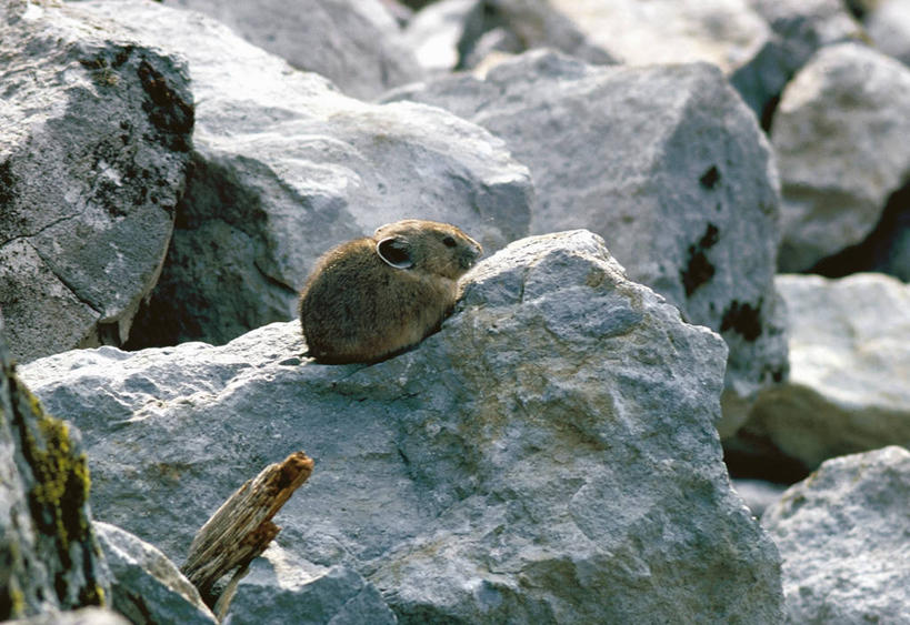 无人,横图,俯视,室外,白天,旅游,度假,石头,美景,野生动物,阴影,光线,木条,石子,影子,景观,棕色,凌乱,娱乐,一只,阳光,自然,动物,趴着,享受,休闲,景色,放松,可爱,活泼,皮毛,混乱,自然风光,鼠兔,纷乱,缭乱,庞杂,石块,岩石,趴,彩图,高角度拍摄,全身