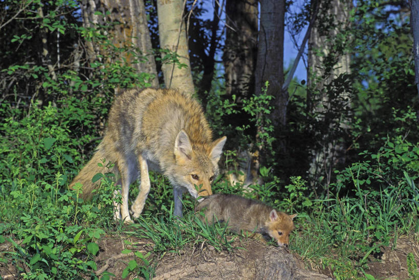 无人,站,吃,横图,室外,白天,正面,旅游,度假,草地,草坪,美景,植物,狐狸,狼,野生动物,叶子,一条,阴影,光线,影子,景观,绿叶,注视,娱乐,草,树,树木,绿色,阳光,自然,动物,观察,看,站着,享受,休闲,嫩叶,景色,放松,生长,成长,观看,死亡,察看,北美,北美洲,关注,自然风光,捕猎,美洲,凶猛,洛矶山脉,落基山脉,北亚美利加洲,亚美利加洲,殒命,灭亡,残暴,凶残,叶,叶片,灰狼,嚼,食,站立,彩图,全身,犬科动物