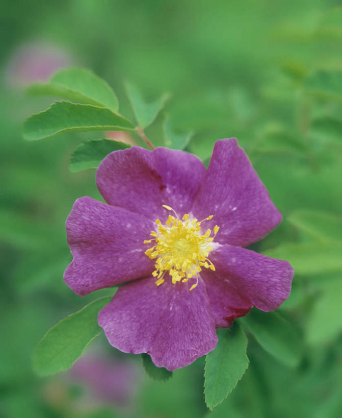 无人,竖图,俯视,室外,特写,白天,爱情,幸福,纯洁,热情,美景,玫瑰,叶子,加拿大,阴影,朦胧,模糊,盛开,鲜艳,光线,影子,景观,绿叶,玫瑰花,粉红,浪漫,美丽,花蕾,漂亮,花,花瓣,花朵,鲜花,一朵,阳光,自然,花苞,花蕊,温暖,温馨,嫩叶,景色,恩爱,和睦,北美,优美,北美洲,自然风光,美洲,摩登,感动,艳丽,阿尔伯塔省,阿尔伯塔,北亚美利加洲,亚美利加洲,尊敬,艾伯塔,艾伯塔省,野玫瑰,斑斓,标致,瑰丽,娇艳,锦绣,娟秀,俊丽,奇丽,俏丽,时兴,秀丽,天真,刺玫花,徘徊花,叶,叶片,彩图,高角度拍摄,融洽