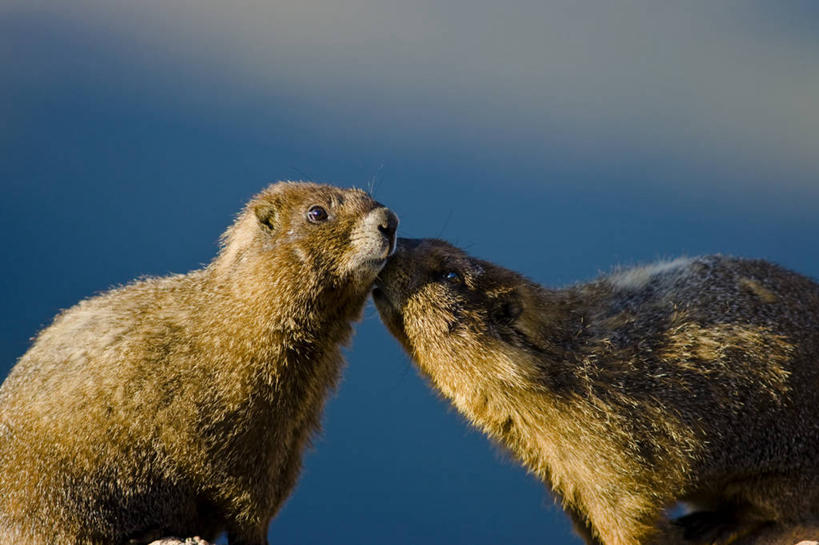 无人,站,吻,横图,室外,白天,侧面,旅游,度假,美景,城市,美国,阴影,朦胧,模糊,光线,影子,景观,棕色,注视,娱乐,阳光,自然,观察,看,站着,两只,享受,休闲,景色,放松,观看,皮毛,察看,北美,北美洲,关注,自然风光,美洲,旱獭,科罗拉多州,科罗拉多,首府,北亚美利加洲,亚美利加洲,百年州,丹佛,丹佛市,亲,亲吻,站立,半身,彩图