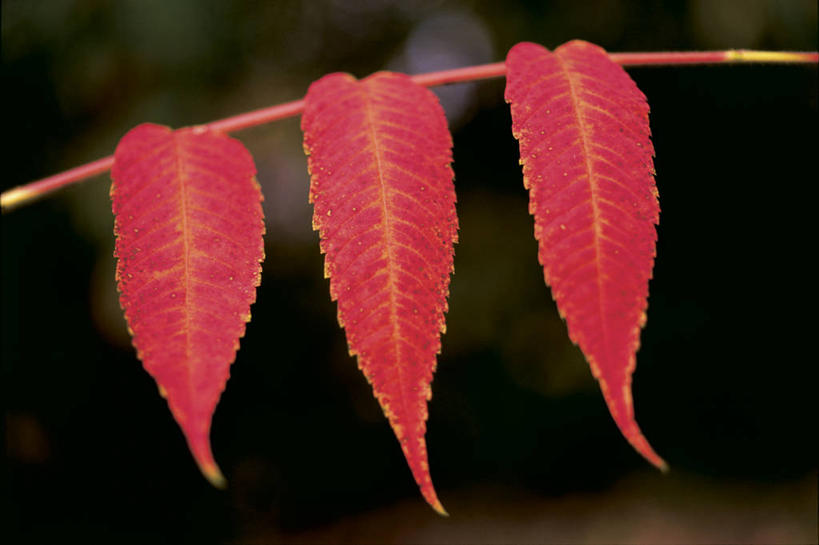 无人,横图,俯视,室外,特写,白天,美景,枫树,叶子,加拿大,阴影,朦胧,模糊,光线,影子,景观,绿叶,三片,红色,阳光,自然,嫩叶,景色,北美,北美洲,自然风光,美洲,槭树,北亚美利加洲,亚美利加洲,魁北克省,蒙特利尔,蒙特利尔市,蒙特娄,圣人之城,北方红枫,北美红枫,红花槭,红糖槭,加拿大红枫,美国红枫,沼泽枫,叶,叶片,彩图,高角度拍摄,古壁省,魁省