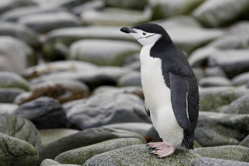 无人,站,横图,室外,特写,白天,侧面,旅游,度假,岛屿,石头,美景,企鹅,野生动物,阴影,朦胧,模糊,光线,石子,影子,岛,景观,注视,娱乐,一只,白色,黑色,阳光,自然,动物,观察,看,站着,享受,休闲,景色,放松,可爱,活泼,观看,察看,关注,自然风光,帽带企鹅,南极洲,格雷厄姆地,南极半岛,南极大陆,帕默半岛,南设得兰群岛,胡须企鹅,颊带企鹅,英属南极领地,半月岛,列岛,群岛,石块,岩石,诸岛,站立,彩图,全身