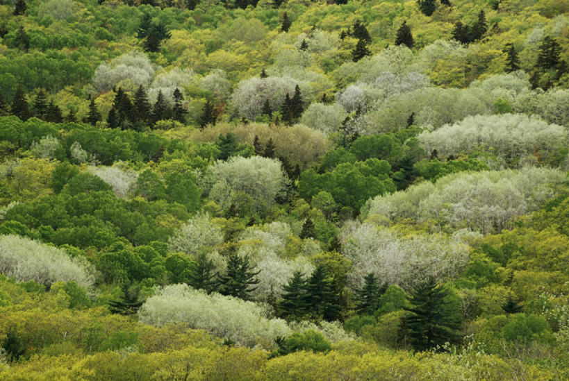 无人,横图,俯视,室外,白天,旅游,度假,美景,森林,树林,植物,叶子,加拿大,阴影,光线,影子,景观,旷野,田野,绿叶,娱乐,树,树木,绿色,阳光,自然,享受,休闲,嫩叶,景色,放松,生长,成长,北美,北美洲,自然风光,原野,美洲,新斯科舍,北亚美利加洲,亚美利加洲,新斯科舍省,叶,叶片,彩图,高角度拍摄,诺省,斯高沙省,新省,新斯高沙省,新斯科细亚省