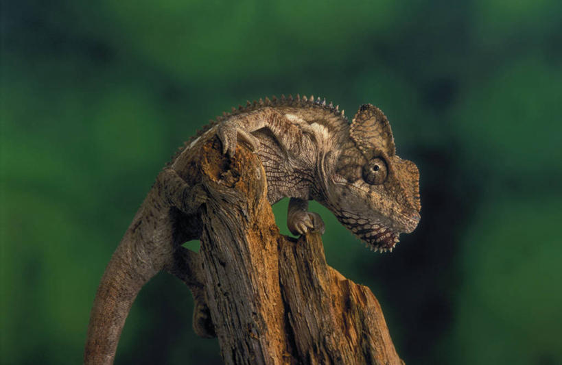 脸,头,脸颊,无人,攀登,横图,室外,特写,白天,侧面,旅游,度假,美景,植物,变色龙,野生动物,阴影,朦胧,模糊,光线,影子,景观,树桩,注视,娱乐,树,树干,树木,一只,绿色,阳光,自然,动物,观察,看,张嘴,享受,休闲,爬,木桩,景色,放松,生长,成长,观看,察看,关注,自然风光,张大嘴巴,避役,头部,脸部,脸蛋,面部,张开嘴,攀爬,半身,彩图