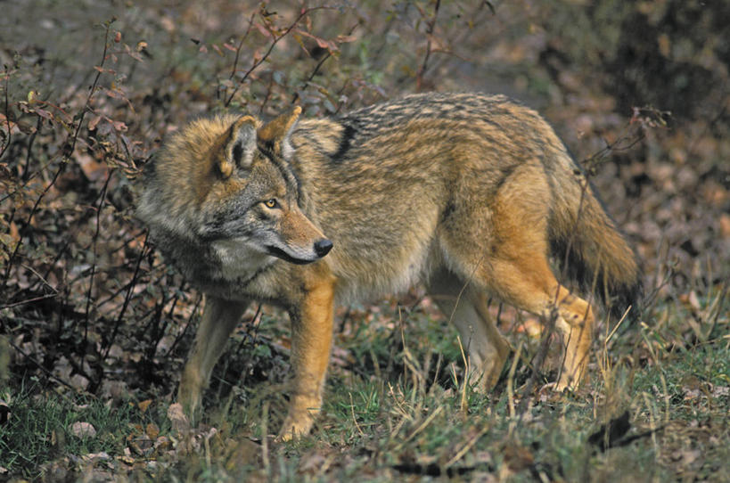 无人,站,横图,俯视,室外,白天,草地,草坪,美景,植物,狼,野生动物,加拿大,阴影,平静,光线,影子,景观,泥土,土壤,扭头,草,一只,绿色,阳光,自然,动物,站着,转头,景色,安静,毛茸茸,宁静,北美,北美洲,静谧,自然风光,郊狼,美洲,凶猛,丛林狼,北亚美利加洲,亚美利加洲,沉静,恬静,安祥,僻静,清静,太平,残暴,凶残,灰狼,站立,彩图,高角度拍摄,全身,犬科动物