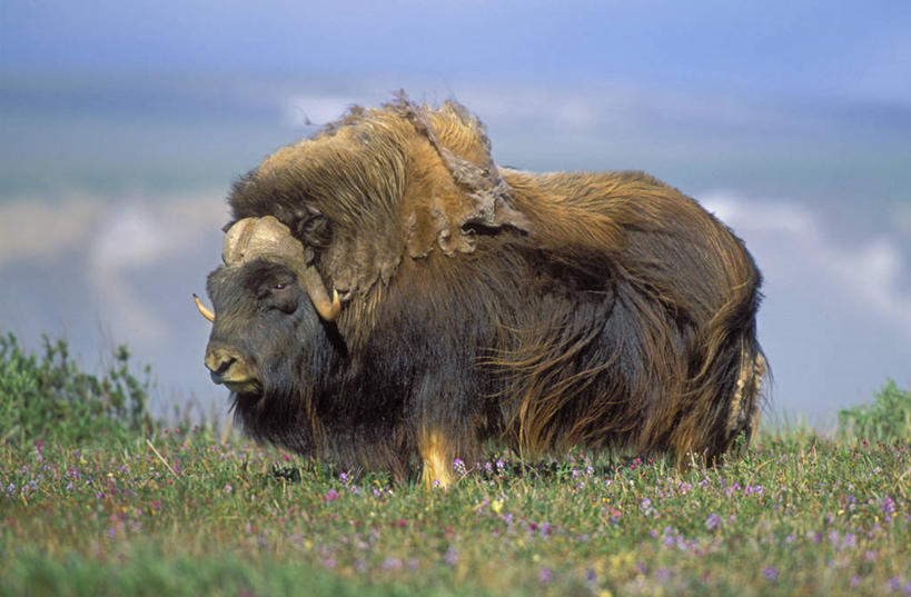 无人,站,横图,室外,白天,侧面,草地,草坪,植物,牛,野生动物,阴影,朦胧,模糊,光线,影子,注视,草,一只,蓝色,绿色,蓝天,天空,阳光,动物,天,观察,看,站着,牲畜,观看,察看,关注,麝香牛,麝牛,站立,彩图,全身