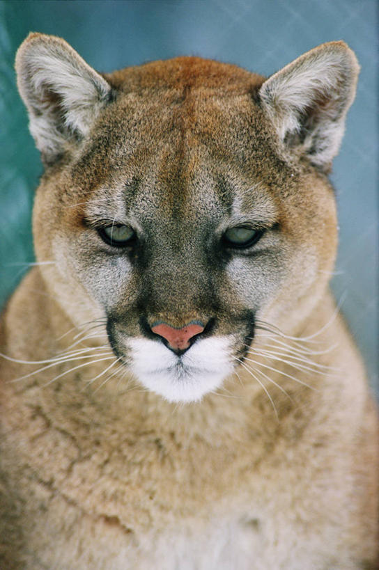 脸,头,脸颊,无人,坐,竖图,室外,特写,白天,正面,哺乳动物,野生动物,狮子,朦胧,模糊,注视,一只,动物,观察,看,观看,察看,关注,凶猛,美洲狮,山狮,残暴,凶残,头部,脸部,脸蛋,面部,坐着,半身,彩图