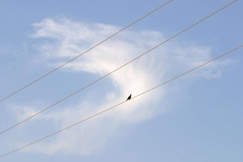 无人,横图,室外,白天,仰视,鸟,三根,一排,阴影,整齐,电力,光线,鸟类,电线,电线杆,线,影子,云,云朵,电能,线路,云彩,注视,排列,一只,蓝色,白云,蓝天,天空,阳光,天,观察,看,栖息,晴朗,观看,电,电源,察看,队列,关注,能量,休憩,憩息,栖身,晴空,彩图,低角度拍摄,全身