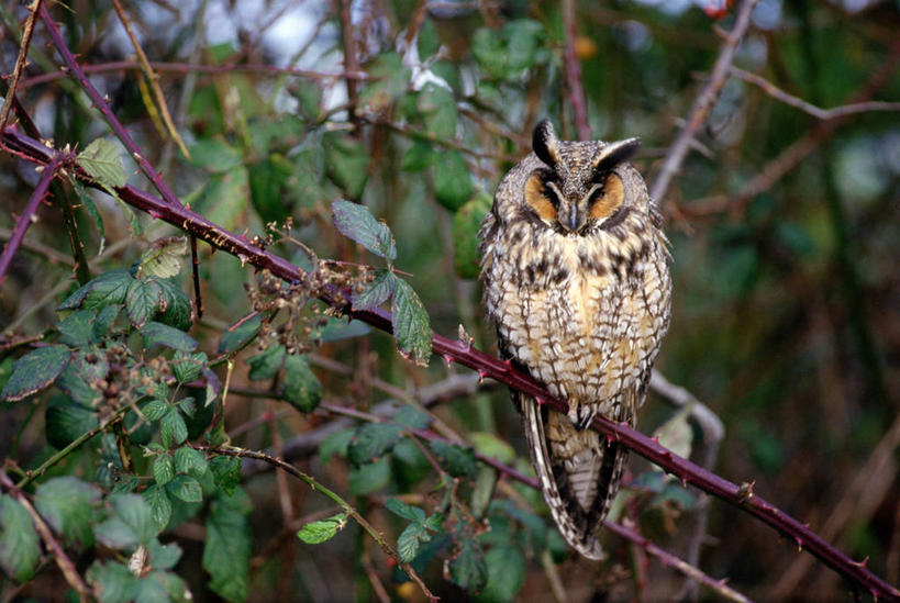 无人,横图,室外,白天,正面,植物,猫头鹰,鸟,野生动物,阴影,朦胧,模糊,光线,鸟类,影子,枝条,注视,树,树木,树枝,一只,阳光,动物,观察,看,栖息,观看,察看,关注,凶猛,休憩,憩息,虬枝,枝杈,栖身,残暴,凶残,鸮,枭,彩图,全身