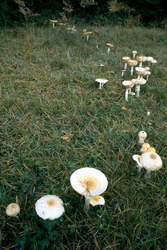 无人,竖图,室外,白天,正面,旅游,度假,草地,草坪,美景,植物,加拿大,一排,许多,整齐,景观,菌菇,很多,菌类,娱乐,草,排列,绿色,自然,享受,休闲,景色,放松,北美,北美洲,有毒,队列,自然风光,美洲,新斯科舍,北亚美利加洲,亚美利加洲,新斯科舍省,彩图