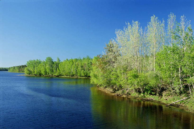 无人,横图,室外,白天,正面,旅游,度假,草地,草坪,河流,美景,森林,树林,水,植物,加拿大,阴影,反光,光线,影子,河水,景观,水流,云,云朵,云彩,娱乐,草,树,树木,蓝色,绿色,白云,倒影,蓝天,天空,阳光,自然,天,享受,休闲,景色,放松,生长,成长,倒映,北美,北美洲,自然风光,美洲,北亚美利加洲,亚美利加洲,新不伦瑞克,新不伦瑞克省,反照,彩图