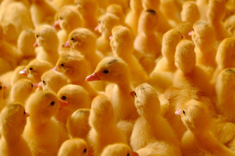 无人,站,横图,俯视,室外,白天,旅游,度假,美景,许多,阴影,光线,密集,鸭子,影子,景观,娱乐,黄色,阳光,自然,站着,享受,休闲,景色,放松,可爱,幼崽,自然风光,鳞集,辘集,麋集,站立,半身,彩图,高角度拍摄