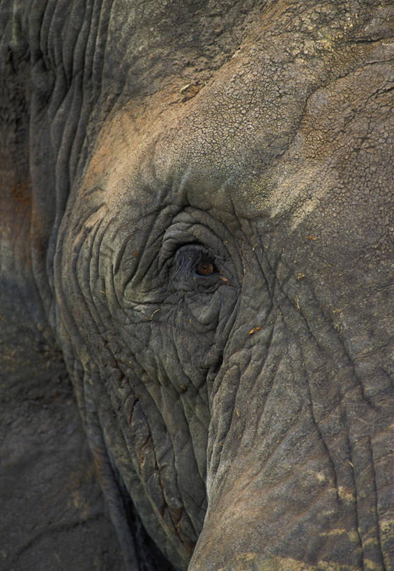 眼睛,无人,公园,竖图,室外,特写,白天,正面,旅游,度假,美景,哺乳动物,大象,野生动物,非洲,坦桑尼亚,瞳孔,阴影,干燥,光线,纹路,眼镜,影子,景观,非洲象,注视,娱乐,斑驳,一只,阳光,自然,动物,观察,看,享受,休闲,景色,放松,眼部,观看,皮肤,察看,国家公园,关注,自然风光,首府,阿鲁沙,阿鲁沙区,东非,坦桑尼亚联合共和国,塔兰吉雷国家公园,眼,象,半身,彩图