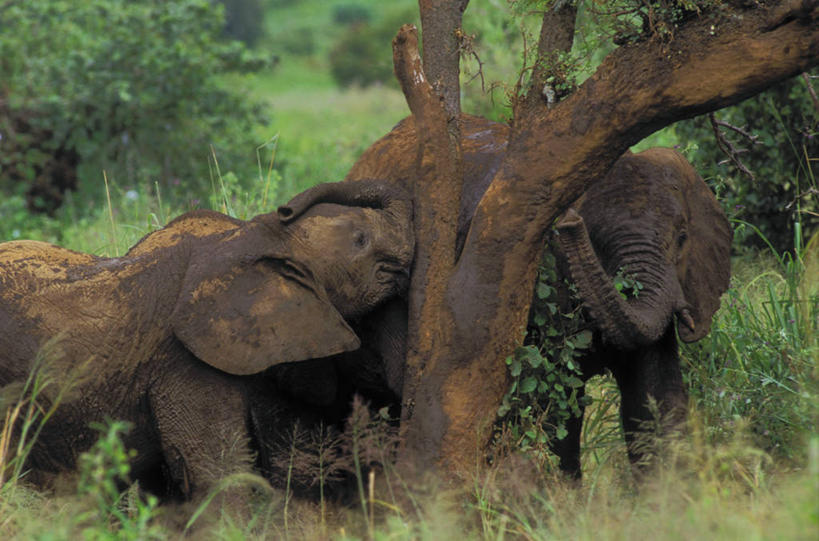 无人,公园,站,横图,室外,白天,正面,旅游,度假,草地,草坪,美景,植物,哺乳动物,大象,野生动物,叶子,非洲,坦桑尼亚,阴影,光线,影子,景观,绿叶,非洲象,依偎,娱乐,草,树,树木,绿色,灰色,阳光,自然,动物,靠,靠着,倚靠,站着,享受,休闲,嫩叶,景色,放松,三头,生长,成长,国家公园,倚着,自然风光,首府,依附,依赖,投靠,阿鲁沙,阿鲁沙区,东非,坦桑尼亚联合共和国,塔兰吉雷国家公园,叶,叶片,象,站立,半身,彩图