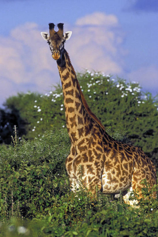 无人,公园,站,竖图,室外,白天,正面,旅游,度假,草地,草坪,美景,植物,哺乳动物,长颈鹿,野生动物,非洲,坦桑尼亚,盛开,景观,云,云朵,花蕾,云彩,注视,娱乐,草,花,花瓣,花朵,鲜花,树,树木,一只,蓝色,绿色,白色,白云,蓝天,天空,自然,动物,天,花苞,花蕊,观察,看,站着,享受,休闲,景色,放松,活泼,生长,晴朗,成长,观看,察看,国家公园,关注,自然风光,首府,阿鲁沙,阿鲁沙区,东非,坦桑尼亚联合共和国,塔兰吉雷国家公园,晴空,站立,半身,彩图