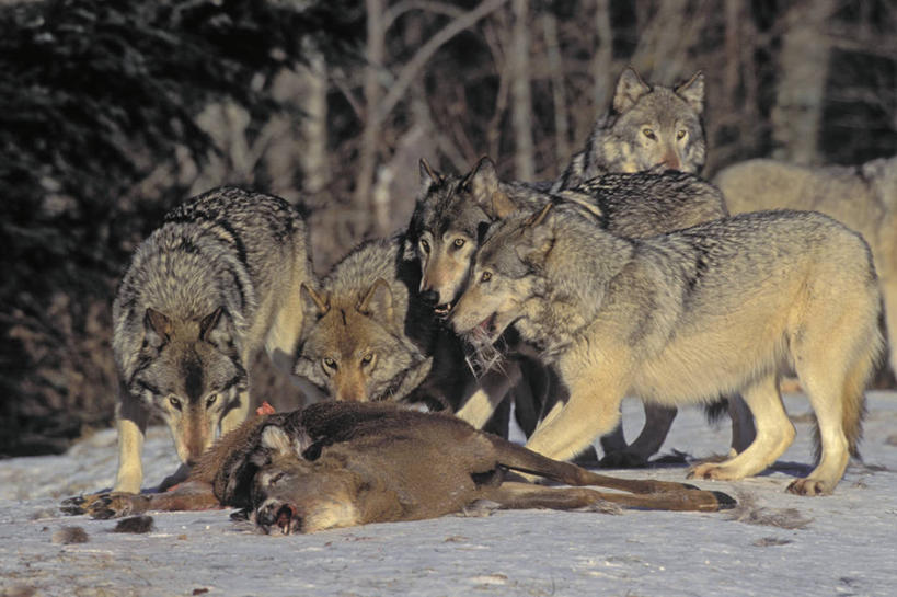 无人,站,横图,室外,白天,正面,旅游,度假,美景,雪,植物,大雪,哺乳动物,狼,鹿,野生动物,加拿大,一群,许多,覆盖,阴影,光线,影子,积雪,景观,雪景,冬季,冬天,枝条,很多,注视,娱乐,树,树木,树枝,一只,阳光,自然,动物,观察,看,站着,享受,休闲,抓,景色,放松,寒冷,可爱,活泼,观看,死亡,察看,北美,北美洲,关注,自然风光,白尾鹿,捕猎,美洲,凶猛,遮盖,北亚美利加洲,亚美利加洲,严寒,殒命,灭亡,笼罩,笼盖,虬枝,枝杈,残暴,凶残,灰狼,站立,半身,彩图,犬科动物