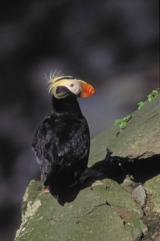 无人,站,竖图,俯视,室外,特写,白天,旅游,度假,美景,植物,美国,阴影,朦胧,模糊,光线,影子,景观,注视,娱乐,一只,绿色,阳光,自然,观察,看,站着,享受,休闲,橙色,景色,放松,生长,成长,观看,察看,北美,北美洲,关注,自然风光,美洲,喙,阿拉斯加,阿拉斯加州,海鹦,海鹦鹉,善知鸟,海雀,北亚美利加洲,亚美利加洲,最后的边疆,午夜阳光之地,站立,彩图,高角度拍摄,全身,冠海鹦