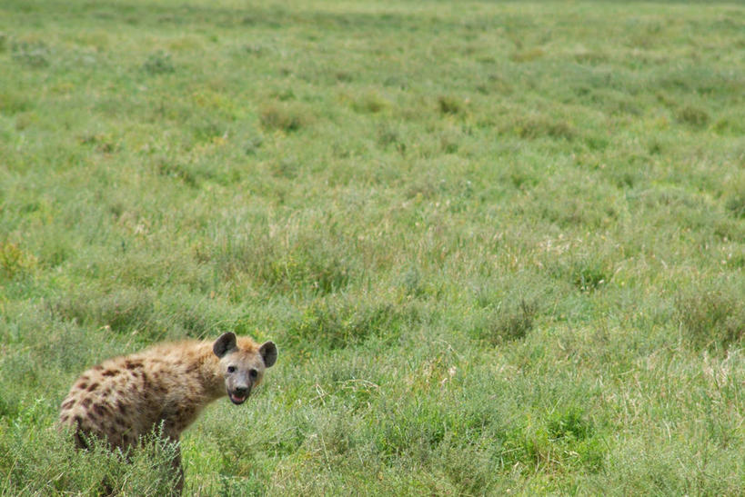 无人,公园,农场,站,横图,俯视,室外,白天,旅游,度假,畜牧业,牧场,草地,草坪,美景,植物,狗,野生动物,非洲,坦桑尼亚,阴影,光线,影子,景观,注视,娱乐,草,一只,绿色,阳光,自然,动物,观察,看,站着,享受,休闲,景色,放松,观看,察看,国家公园,关注,自然风光,凶猛,鬣狗,畜牧,牧业,东非,塞伦盖蒂国家公园,坦桑尼亚联合共和国,残暴,凶残,站立,彩图,高角度拍摄,全身,塞伦盖蒂