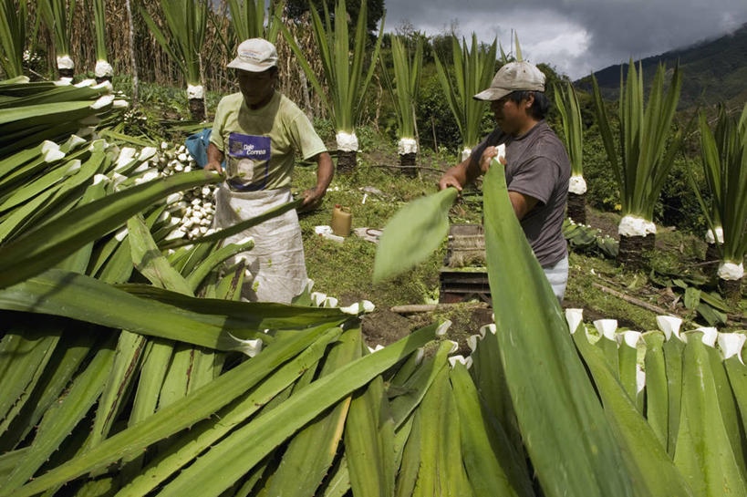 西方人,两个人,农民,农田,站,横图,室外,白天,正面,旅游,度假,庄稼,农作物,收割,美景,植物,叶子,欧洲,厄瓜多尔,欧洲人,收成,服装,景观,乡村,云,云朵,农村,绿叶,云彩,注视,休闲装,娱乐,衣服,蓝色,绿色,白云,蓝天,天空,自然,村庄,天,观察,看,站着,享受,休闲,休闲服,嫩叶,景色,南美,放松,服饰,生长,收获,晴朗,成长,观看,村落,察看,南美洲,拉丁美洲,关注,自然风光,美洲,亚美利加洲,南亚美利加洲,厄瓜多尔共和国,屯子,墟落,劳绩,男人,男性,中年男性,白种人,叶,叶片,晴空,佃农,农场主,农夫,农工,乡下人,小农,庄稼人,站立,半身,彩图,耕地,庄稼田,因巴布拉,因巴布拉省