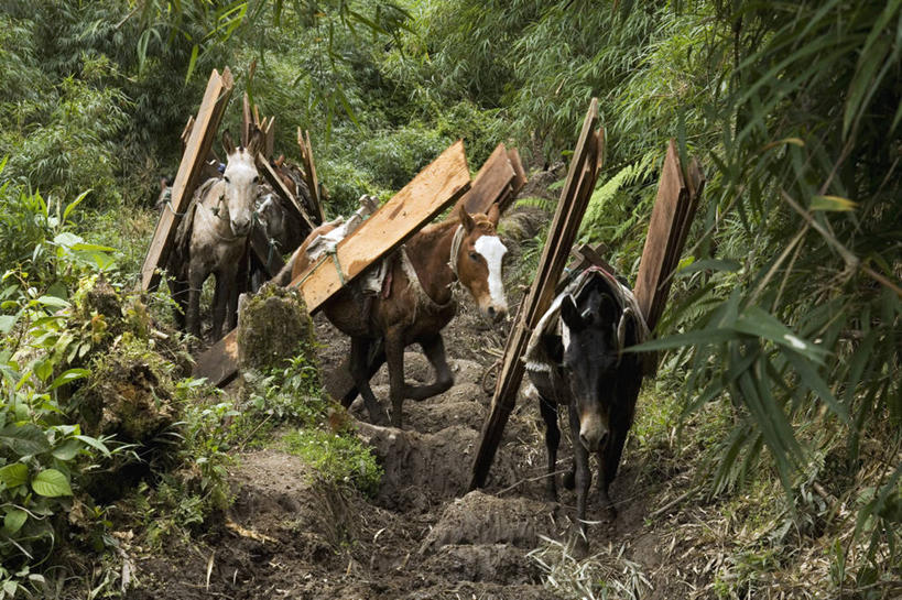 背,无人,走,横图,俯视,室外,白天,旅游,度假,美景,植物,道路,路,马,野生动物,厄瓜多尔,三只,阴影,光线,影子,景观,小路,交通,娱乐,绿色,阳光,自然,动物,背着,享受,休闲,家畜,景色,南美,放松,运输,牲畜,乡间小路,生长,成长,南美洲,输送,拉丁美洲,运送,自然风光,美洲,骡子,亚美利加洲,南亚美利加洲,背负,厄瓜多尔共和国,步行,走路,彩图,高角度拍摄,全身,因巴布拉,因巴布拉省