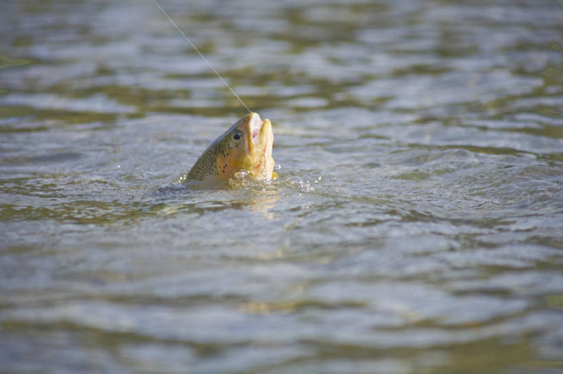 无人,横图,俯视,室外,特写,白天,旅游,度假,河流,美景,水,鳟鱼,加拿大,一条,阴影,朦胧,模糊,光线,影子,河水,景观,水流,水中,注视,娱乐,阳光,自然,观察,看,享受,休闲,景色,放松,观看,察看,北美,北美洲,关注,自然风光,美洲,北亚美利加洲,亚美利加洲,鮅,赤眼鱼,红目鳟,红眼棒,卑诗省,不列颠哥伦比亚,不列颠哥伦比亚省,野草鱼,半身,彩图,高角度拍摄