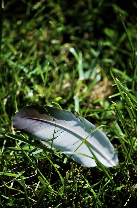 无人,竖图,俯视,室外,特写,白天,草地,草坪,美景,植物,羽毛,加拿大,一根,阴影,朦胧,模糊,轻盈,柔软,光线,影子,景观,草,绿色,阳光,自然,景色,北美,北美洲,自然风光,美洲,轻柔,北亚美利加洲,亚美利加洲,魁北克省,彩图,高角度拍摄,古壁省,魁省