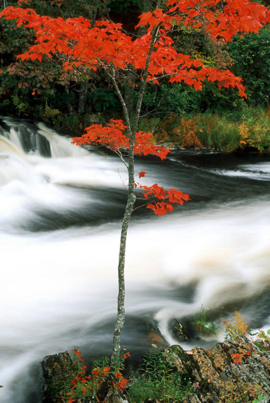 无人,竖图,室外,白天,正面,旅游,度假,草地,草坪,河流,石头,美景,水,植物,加拿大,阴影,朦胧,模糊,粗糙,湍急,光线,石子,影子,河水,景观,水流,娱乐,草,树,树木,绿色,小溪,阳光,自然,溪水,享受,休闲,景色,放松,生长,成长,毛糙,北美,北美洲,自然风光,美洲,新斯科舍,北亚美利加洲,亚美利加洲,新斯科舍省,石块,岩石,彩图,诺省,斯高沙省,新省,新斯高沙省,新斯科细亚省,粗拙