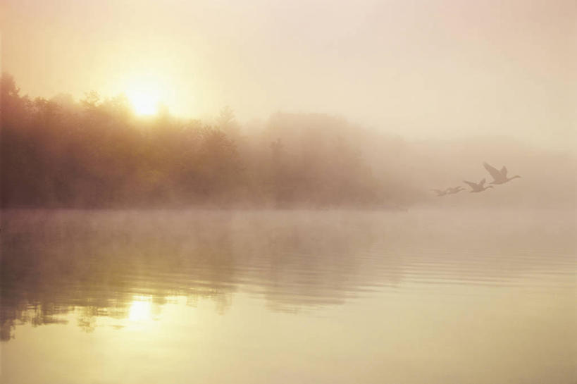 无人,横图,室外,白天,正面,旅游,度假,美景,日落,树林,太阳,植物,雾,加拿大,覆盖,阴影,朦胧,模糊,光线,影子,景观,晚霞,霞光,落日,娱乐,树,树木,绿色,阳光,自然,黄昏,包围,享受,休闲,景色,彩霞,放松,生长,成长,迷雾,北美,北美洲,自然风光,美洲,北亚美利加洲,亚美利加洲,笼罩,马尼托巴,马尼托巴省,曼尼托巴省,夕照,大雾,夕阳,彩图,曼省,缅尼托巴省,缅省,斜阳