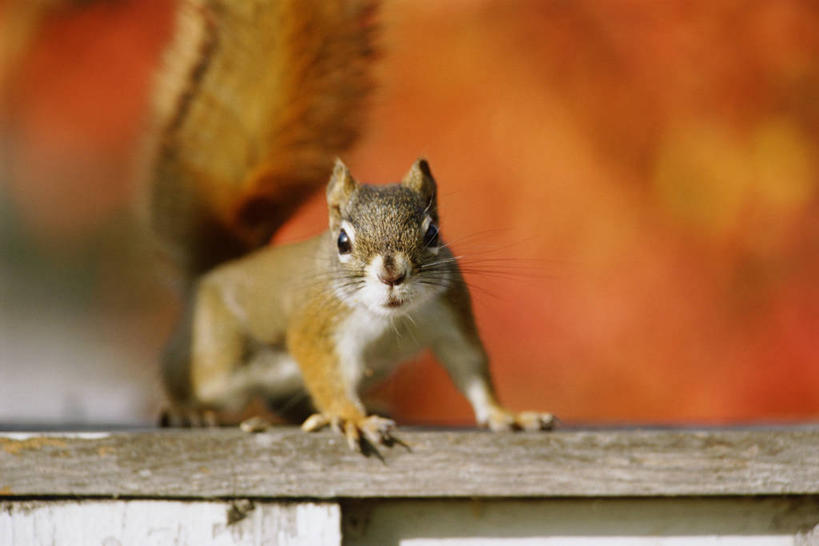 胡须,无人,栏杆,站,横图,室外,特写,白天,正面,旅游,度假,美景,野生动物,阴影,朦胧,模糊,光线,木制,影子,栅栏,景观,篱笆,围栏,注视,娱乐,护栏,一只,阳光,自然,动物,木制品,松鼠,观察,看,站着,享受,休闲,景色,放松,可爱,毛茸茸,活泼,观看,察看,关注,自然风光,红松鼠,髯毛,站立,彩图,全身