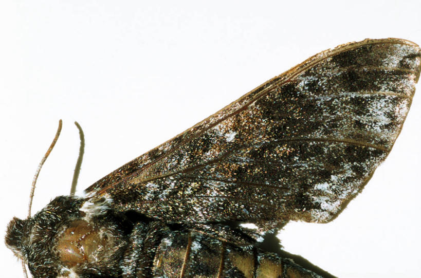 无人,横图,室内,特写,白天,白色背景,侧面,蝴蝶,伸展,张开,展翅,翅膀,昆虫,褐色,一只,动物,摄影,影棚,益虫,张开翅膀,展开翅膀,半身,彩图,影棚拍摄,拍摄