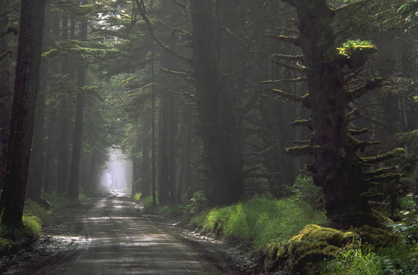 无人,横图,室外,白天,正面,旅游,度假,美景,森林,树林,植物,道路,路,公路,加拿大,景观,交通,娱乐,树,树木,绿色,自然,享受,休闲,景色,放松,生长,成长,北美,北美洲,自然风光,美洲,北亚美利加洲,亚美利加洲,卑诗省,不列颠哥伦比亚,不列颠哥伦比亚省,夏洛特皇后群岛,马路,彩图,卑斯省