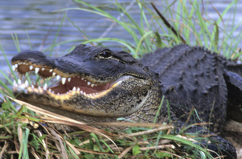游泳,无人,横图,俯视,室外,特写,白天,旅游,度假,河流,美景,水,植物,鳄鱼,野生动物,美国,一条,阴影,光线,爬行动物,影子,河水,景观,水流,水草,注视,娱乐,阳光,自然,动物,观察,看,张嘴,享受,休闲,景色,放松,生长,成长,观看,游动,察看,北美,北美洲,关注,自然风光,德克萨斯州,美洲,凶猛,张大嘴巴,短吻鳄,德克萨斯,得州,德州,得克萨斯州,孤星之州,北亚美利加洲,亚美利加洲,美国短吻鳄,密河鳄,残暴,凶残,张开嘴,半身,彩图,高角度拍摄,本德堡县,福遍郡