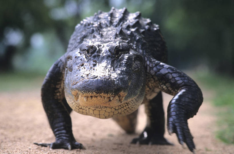 无人,横图,室外,特写,白天,正面,旅游,度假,美景,植物,鳄鱼,野生动物,美国,一条,阴影,朦胧,模糊,光线,爬行动物,影子,景观,注视,娱乐,绿色,阳光,自然,动物,观察,看,趴着,享受,休闲,景色,放松,生长,成长,观看,察看,北美,北美洲,关注,自然风光,德克萨斯州,美洲,凶猛,短吻鳄,德克萨斯,得州,德州,得克萨斯州,孤星之州,北亚美利加洲,亚美利加洲,美国短吻鳄,密河鳄,残暴,凶残,趴,彩图,全身,本德堡县,福遍郡