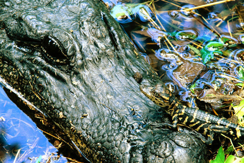 眼睛,无人,横图,俯视,室外,特写,白天,旅游,度假,河流,美景,水,植物,鳄鱼,野生动物,美国,一条,阴影,光线,爬行动物,影子,河水,景观,水流,水中,水草,注视,娱乐,阳光,自然,动物,观察,看,享受,休闲,景色,放松,眼部,生长,成长,观看,察看,北美,北美洲,关注,自然风光,德克萨斯州,美洲,凶猛,短吻鳄,德克萨斯,得州,德州,得克萨斯州,孤星之州,北亚美利加洲,亚美利加洲,美国短吻鳄,密河鳄,残暴,凶残,眼,半身,彩图,高角度拍摄,本德堡县,福遍郡