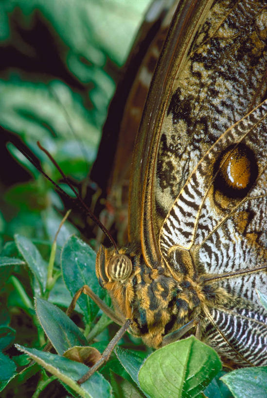 无人,竖图,俯视,室外,特写,白天,旅游,度假,美景,植物,蝴蝶,叶子,阴影,光线,昆虫,纹理,影子,景观,绿叶,娱乐,一只,绿色,阳光,自然,动物,享受,休闲,嫩叶,景色,放松,栖息,自然风光,益虫,肌理,栖身,猫头鹰蝴蝶,叶,叶片,叶脉,半身,彩图,高角度拍摄