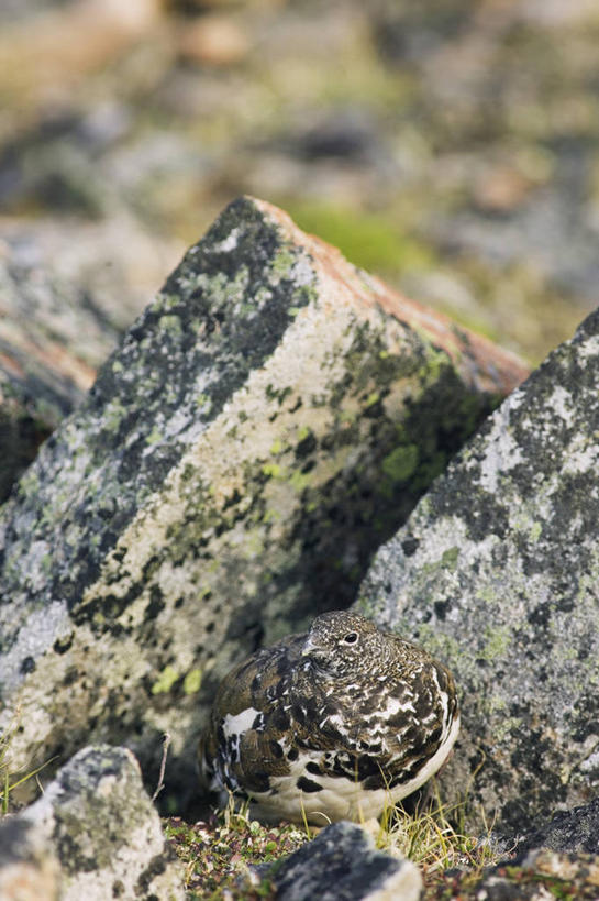 无人,站,竖图,俯视,室外,特写,白天,旅游,度假,美景,植物,鸟,加拿大,阴影,朦胧,模糊,光线,鸟类,影子,景观,树桩,注视,娱乐,树,树干,一只,绿色,阳光,自然,观察,看,站着,享受,休闲,木桩,景色,放松,生长,成长,观看,察看,北美,北美洲,关注,自然风光,美洲,伪装,阿尔伯塔省,阿尔伯塔,北亚美利加洲,亚美利加洲,艾伯塔,艾伯塔省,卡尔加里,假装,亚伯达,卡纳纳斯基斯,站立,彩图,高角度拍摄,全身,阿省,艾省,亚伯达省,亚省,卡城